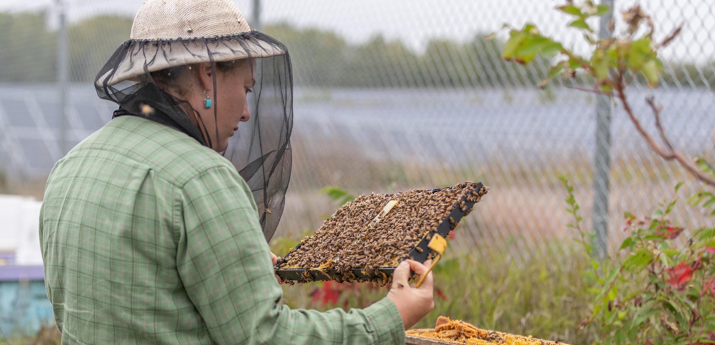 Nuestra energ\u00EDa para ayudar las abejas de todo el mundo