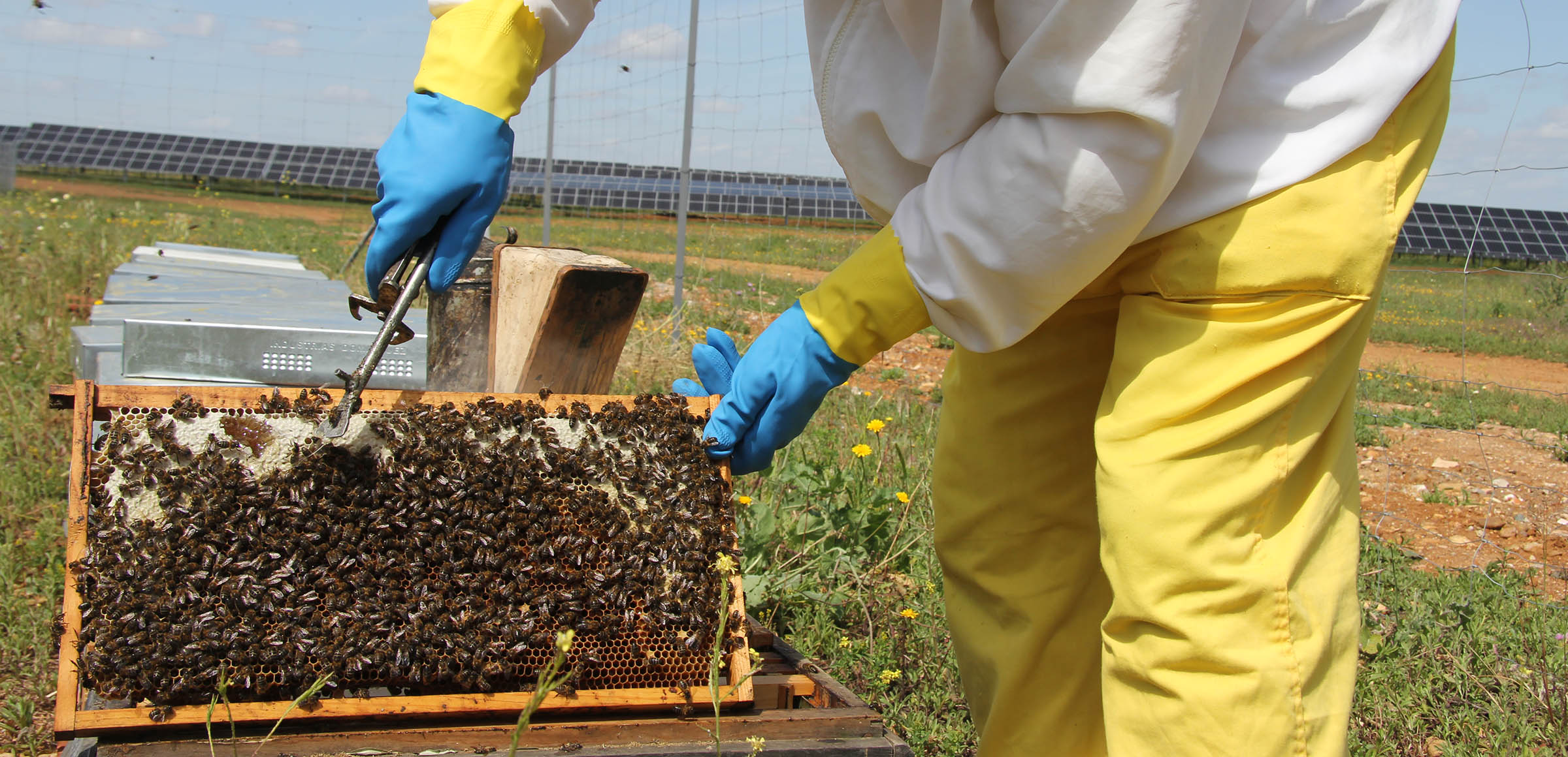 Sol e mel: a colmeia fotovoltaica que ajuda as abelhas