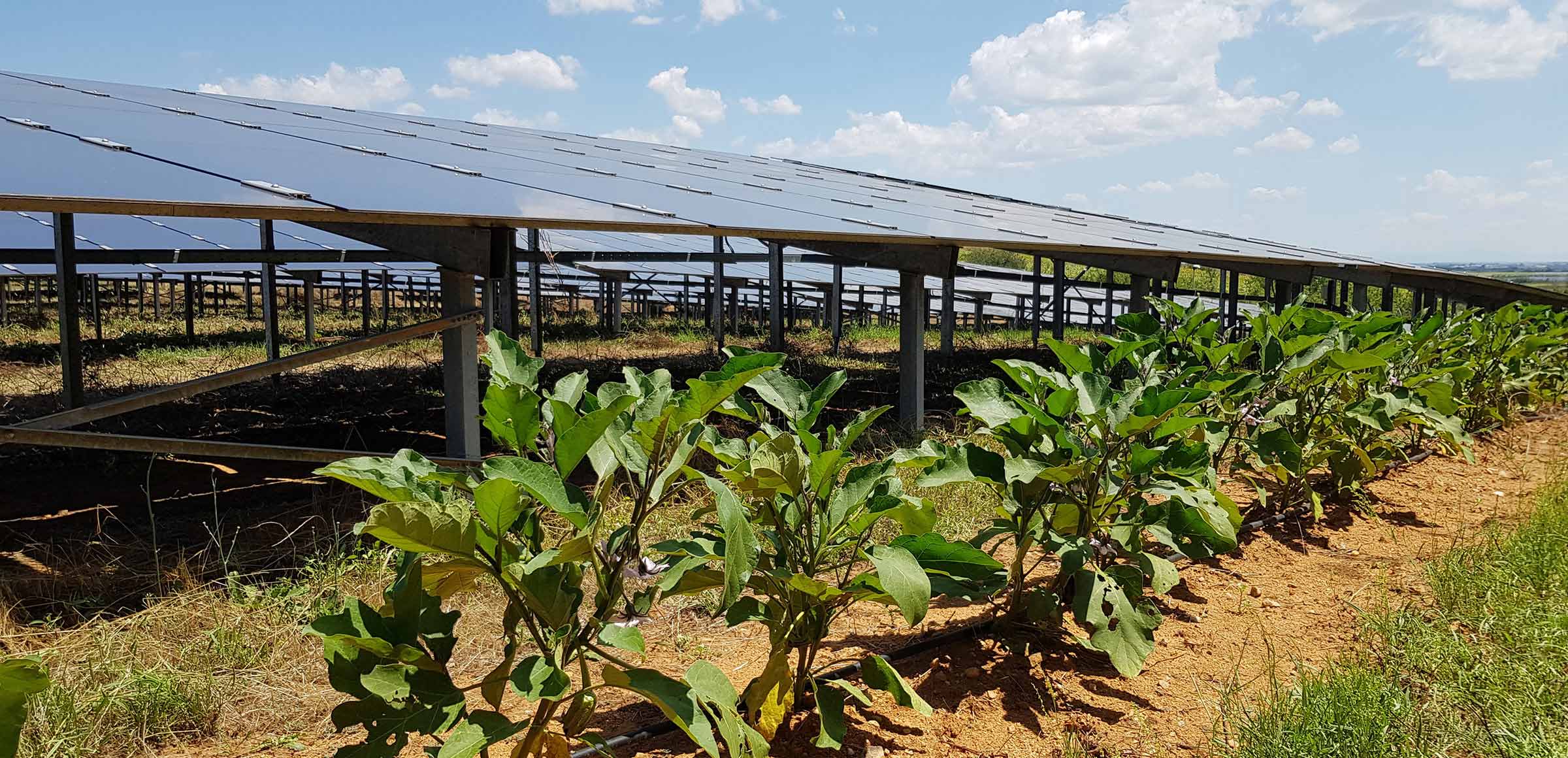 Fazendo as contas com o agrivoltaico