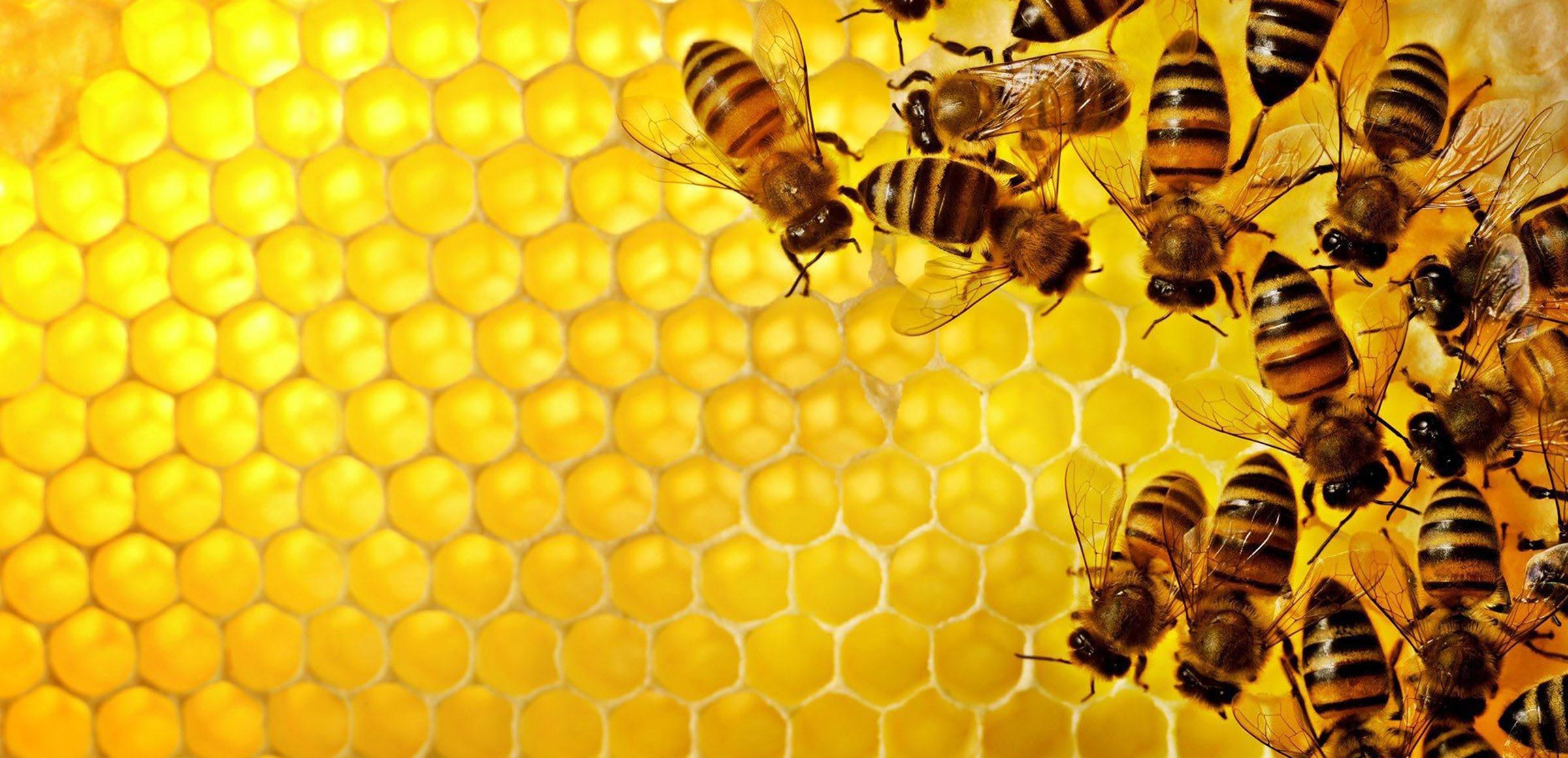 Proteger as abelhas criando valor: miss\u00E3o cumprida, em Kafireas 