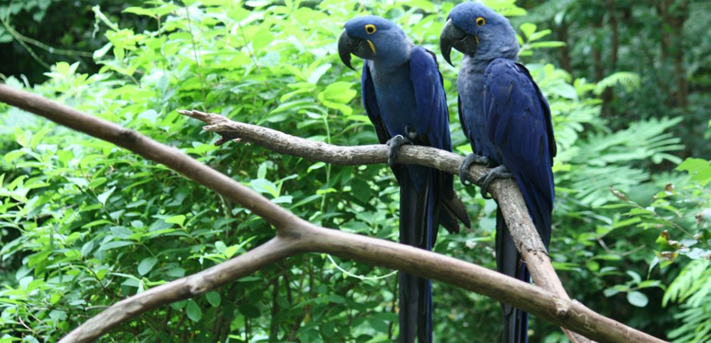 Il campo eolico che protegge i pappagalli | Enel Green Power | Enel Green  Power, image size:2400x1160