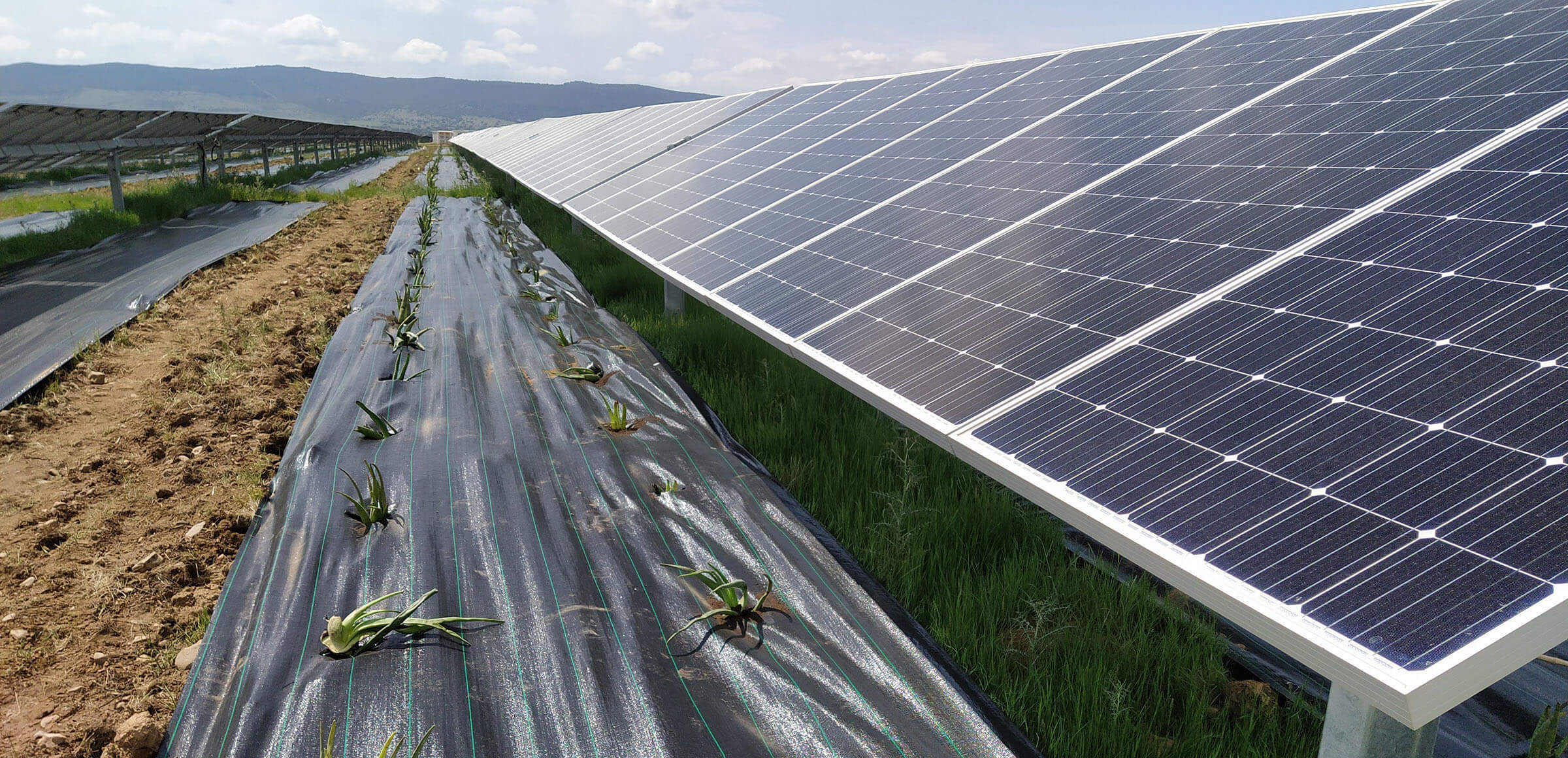 Agrivoltaico Enel Green Power Enel Green Power