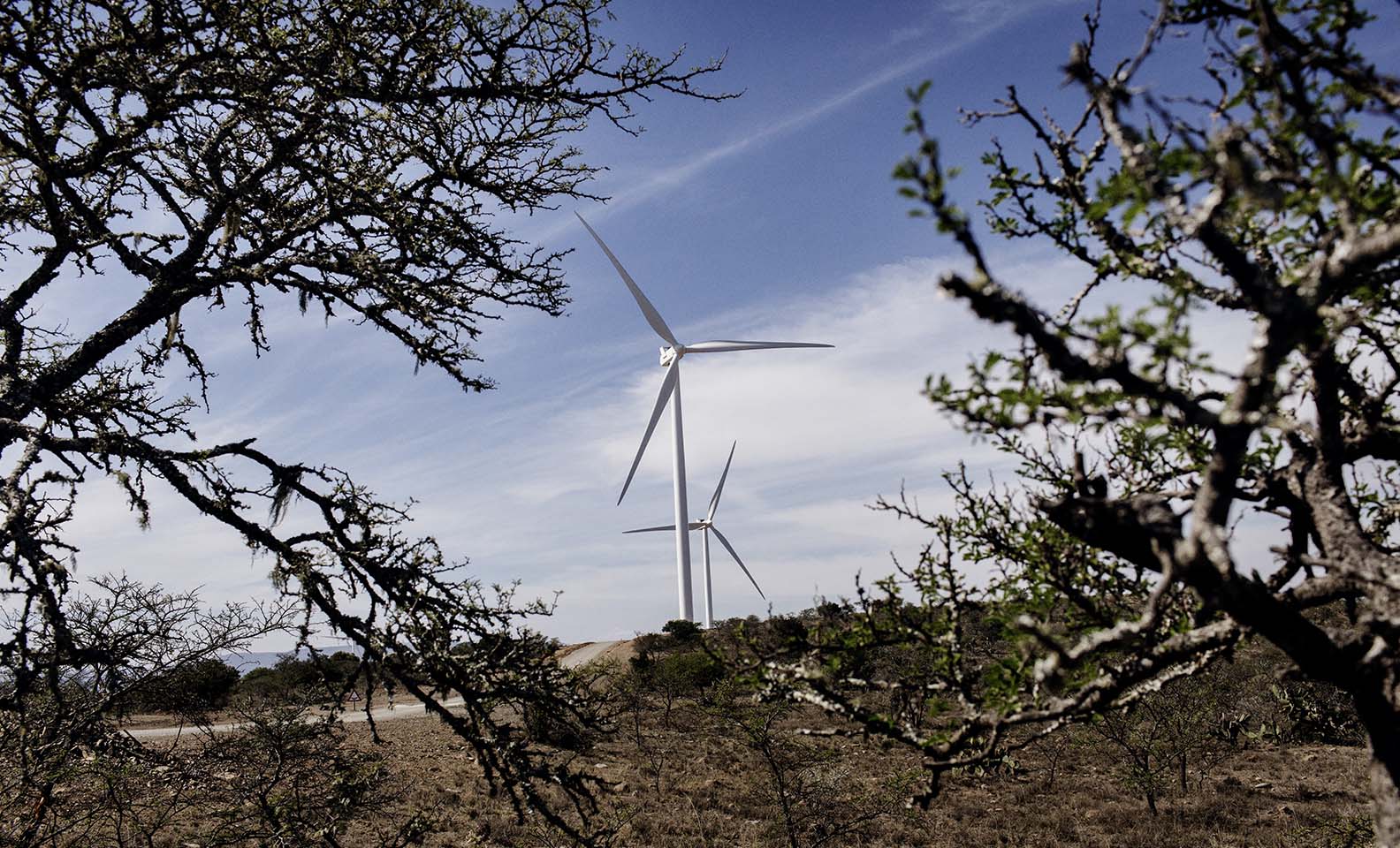 View on wind turbines between the trees