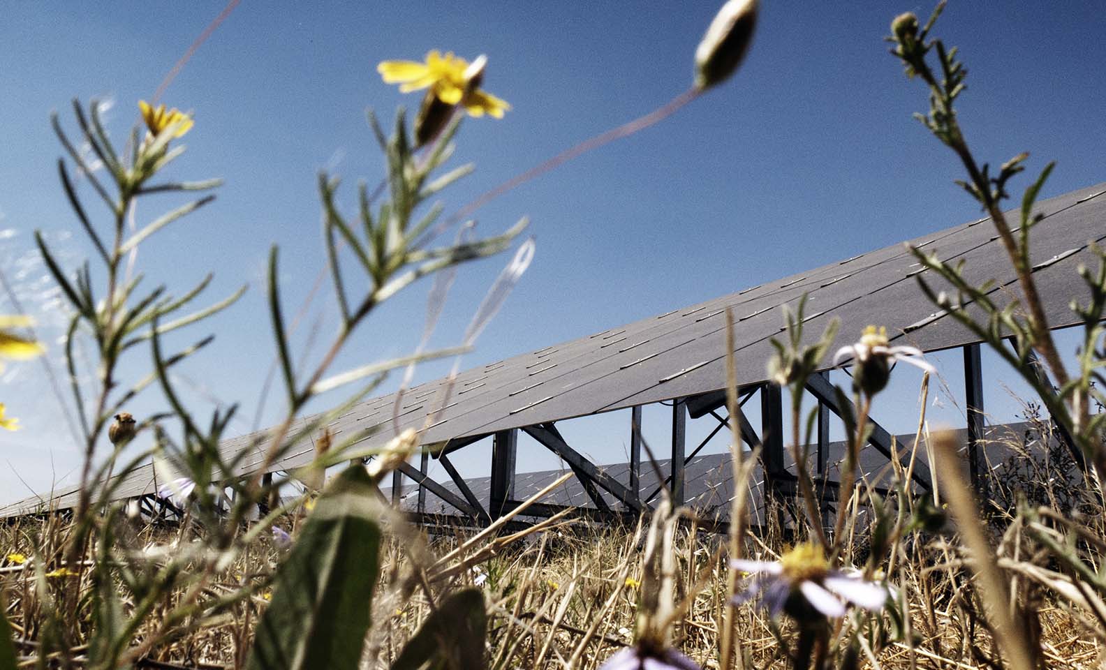 View on photovoltaic panels among flowers