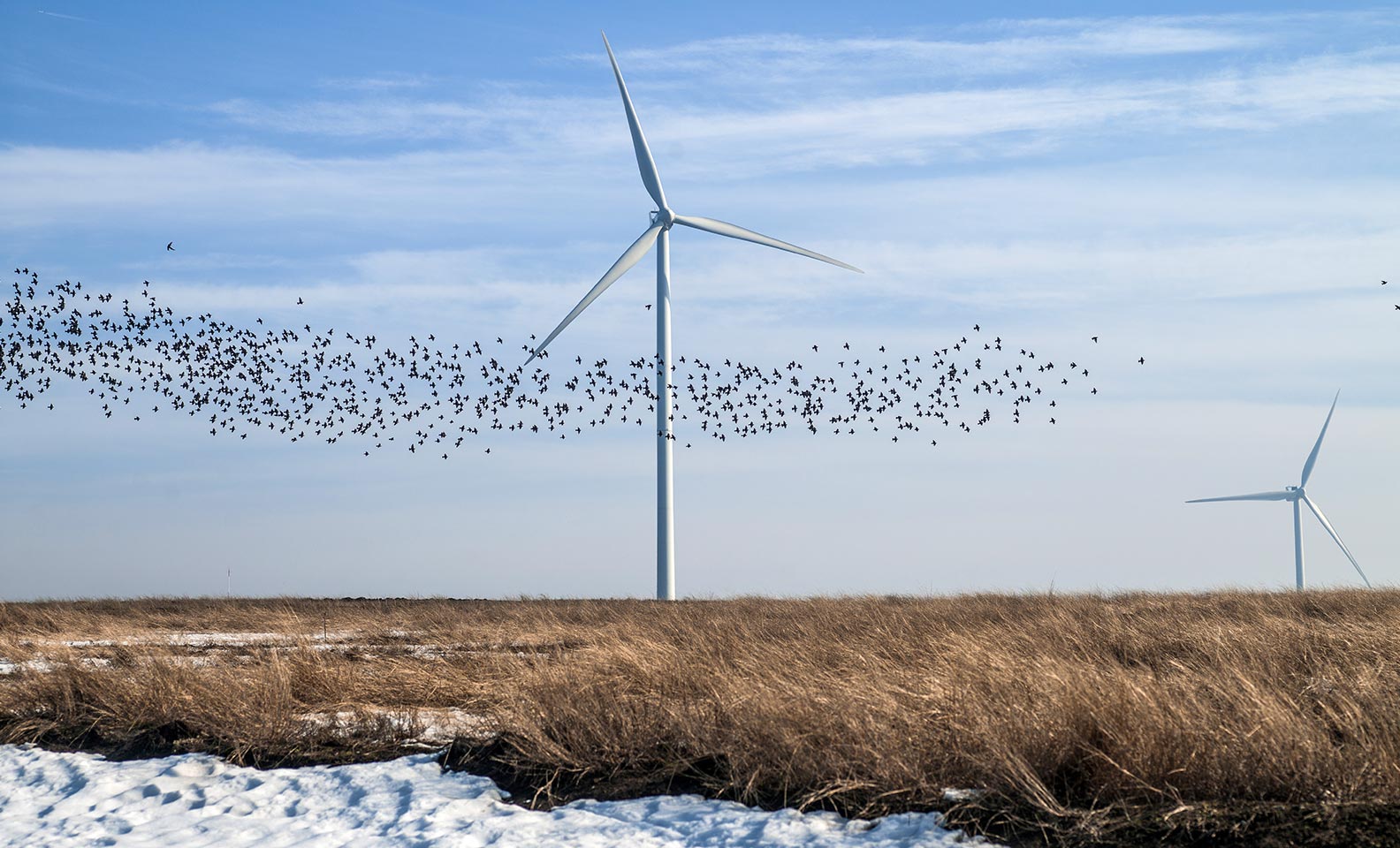 Wind shovels and flock of birds