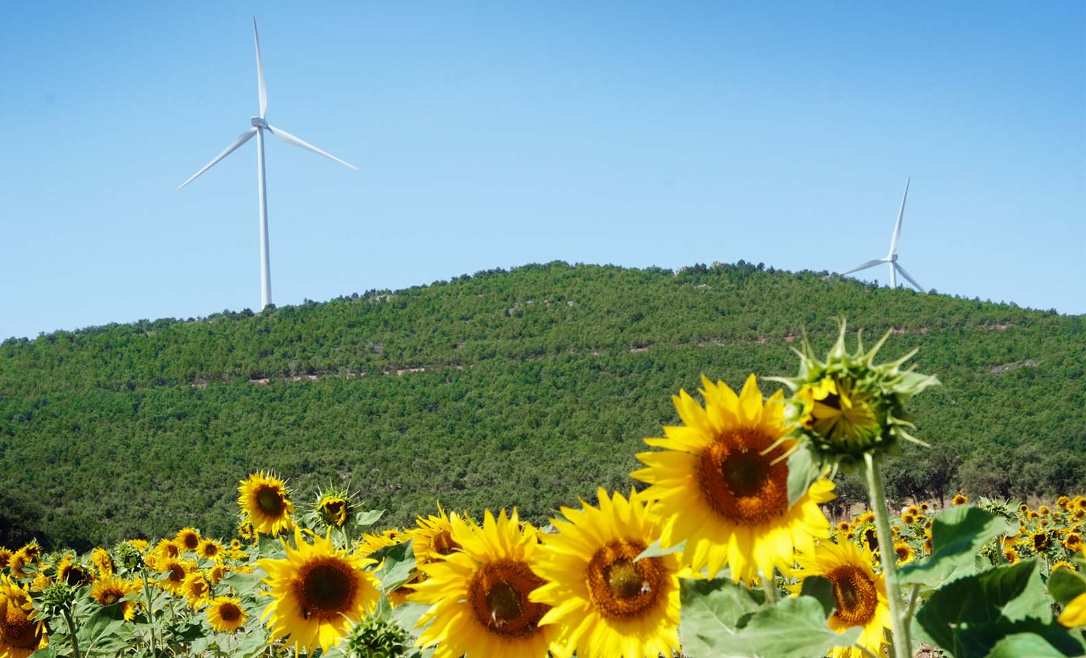 Pale eoliche nello sfondo con girasoli in primo piano