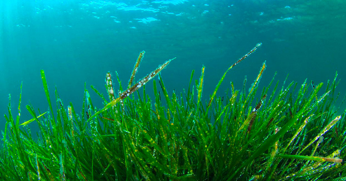 Energia geotermica e alga spirulina dalla Toscana allo Spazio Enel